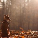dog_autumn_nature_leaves_forest_73197_1366x768