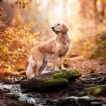 golden_retriever_dog_is_standing_on_algae_covered_rock_in_blur_forest_background_hd_dog
