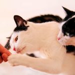 Canva-Cat-treat-cat-eats-at-home-close-up.-Human-hand-keeps-house-cats.-Pet-animals.-Domestic-animals.-scaled-1