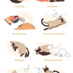 cat-sleep-positions