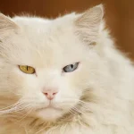 600-odd-eyed-white-cat.jpg