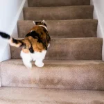 A-calico-cat-going-up-stairs.jpg-1