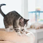A-gray-and-white-tabby-cat-sucking-kneading-on-blanket.jpg