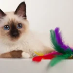 A-seal-point-Birman-kitten-with-blue-eyes-and-a-toy.jpg