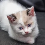 A-small-scared-or-serious-calico-kitten.jpg