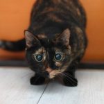 Canva-Black-and-Brown-Cat-on-White-Floor-600×400-1