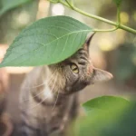 Canva-Cat-smelling-leaf-600×401-1