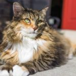 Canva-Closeup-of-maine-coon-cat-outside-in-sunlight-2-600×400-1
