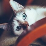 Canva-Shallow-Focus-Photography-of-White-Cat-600×400-1