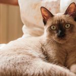 Canva-Thai-Siamese-cat-brown-color-dark-brown-ears-yellow-eyes-lay-down-against-pillow-scaled-1