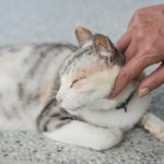 Canva-Touch-a-Sleeping-Cat-600×401-1