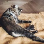 Canva-beautiful-cat-licking-and-washing-itself-on-stylish-yellow-blanket-with-funny-emotions-in-rustic-room.-cute-tabby-grooming-and-cleaning-fur.-space-for-text.-grooming-concept