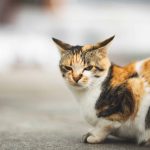 Canva-portrait-of-angry-cat-scaled-1