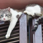 Cat-hiding-on-top-of-door.jpg