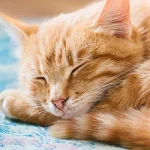 Orange-tabby-cat-sleeping-with-eyes-closed.jpg