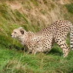 bigstock-Cheetah-Crouching-In-The-Grass-36280969-768×512-1