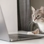 bigstock-Serious-Concentrated-Cat-Work-358341071-768×512-1