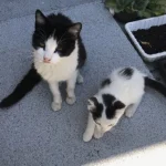 cat-and-kitten