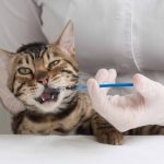 cat-receiving-medication-scaled-1