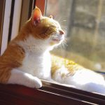 cat-sunbathing-scaled-1