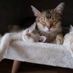 close-up-photo-of-tabby-cats-sleeping-2693561-scaled-2