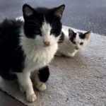 kitten-and-stray-cat