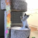 kitten-playing