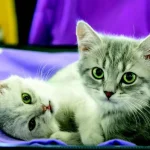 kitten-socialization-secrets-800×549.jpg