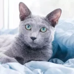russian-blue-cat-1-1024×683-1