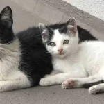 stray-cat-and-kitten