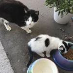stray-cat-and-kitten-feeding-1