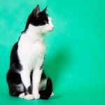 tuxedo-cat-sitting-768×512-1