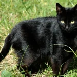 600px-black-cat-in-field.jpg