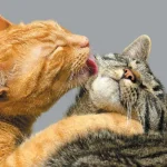 A-cat-licking-grooming-another-cat.jpg