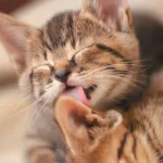 A-kitten-licking-grooming-another-kitten.jpg