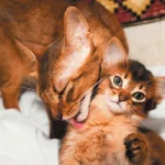 A-mother-cat-grooming-her-kitten.jpg