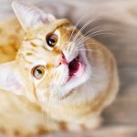 Cat-Meowing-Non-Stop-Blog-Header-800×600-1