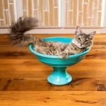 cat-bowl-Trillian-1-600×567.jpg