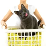 gray-cat-laundry-basket-woman-150095018-600×657.jpg